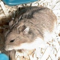 Hamster #1