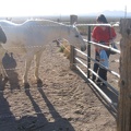 Grandma showing Nicolas how to pet the horses.