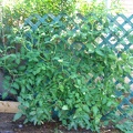 The children and I have been growing a beautiful garden.  These are our tomato plants.