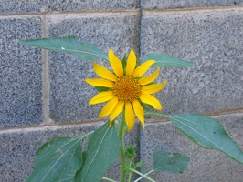 This is one of our sunflowers we started from a seed.