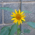 This is one of our sunflowers we started from a seed.