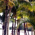 Palms and the lifeguard station overlook the beach