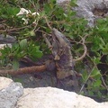 Iguana at Xel-Ha 050.jpg