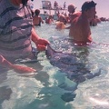 Mark stroking a stingray