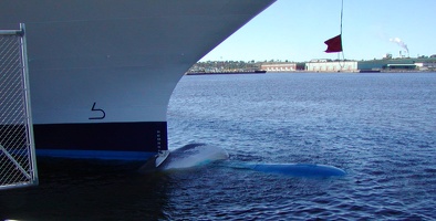 G. St. John-Whale caught on bow 150