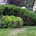 Front-yard-planter
