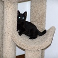Bo, playing on the cat tree at 8 weeks.