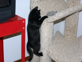 Bo, playing on the cat tree at 8 weeks.