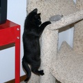 Bo, playing on the cat tree at 8 weeks.
