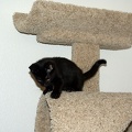 Bo, playing on the cat tree at 8 weeks.
