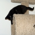 Bo, playing on the cat tree at 8 weeks.
