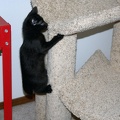 Bo, playing on the cat tree at 8 weeks.