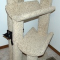 Bo, playing on the cat tree at 8 weeks.