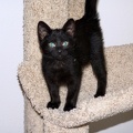 Bo, playing on the cat tree at 8 weeks.