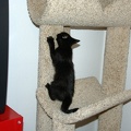 Bo, playing on the cat tree at 8 weeks.
