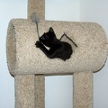 Bo, playing on the cat tree at 8 weeks.