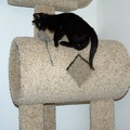 Bo, playing on the cat tree at 8 weeks.