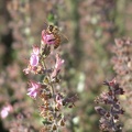 Bees farming the flowers in the park