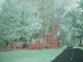 Boise Green Belt (Colorized Infrared) 2