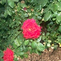 Julia Davis Park Rose Garden in August